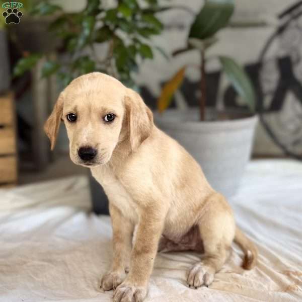 Duke, Yellow Labrador Retriever Puppy